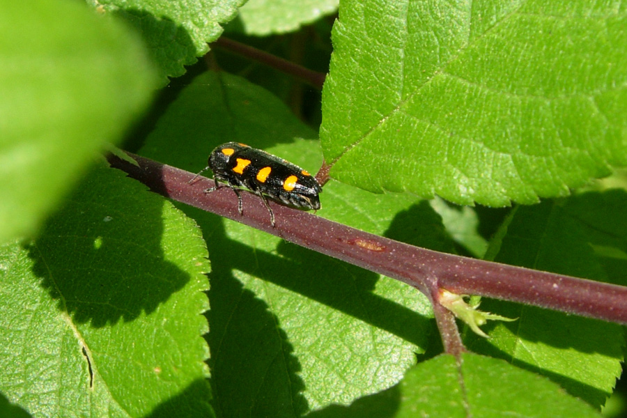 Pancalia leuwenhoekella (Lepidottero) e Ptosima undecimmaculata (Coleottero)